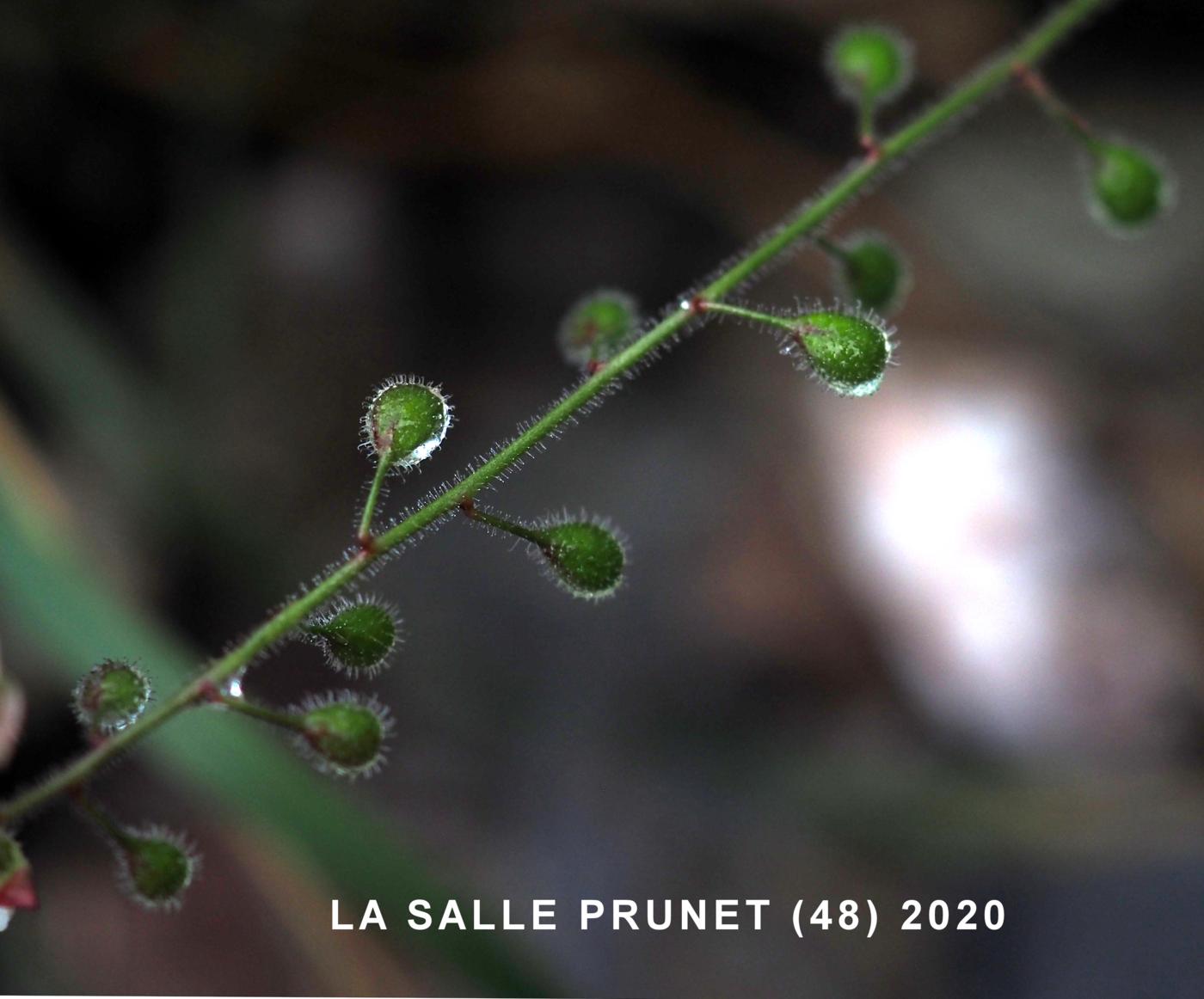 Enchanter's nightshade fruit